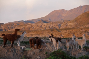 El Dakar paso