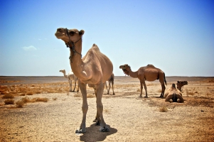 Stop Belgique-Maroc